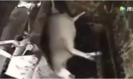 新疆医美爆料事件真相视频,揭开行业黑幕背后的惊人内幕